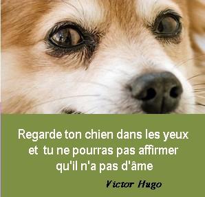 Yeux chien